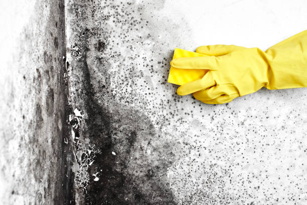Best Mold Testing  in Darien Downtown, CT