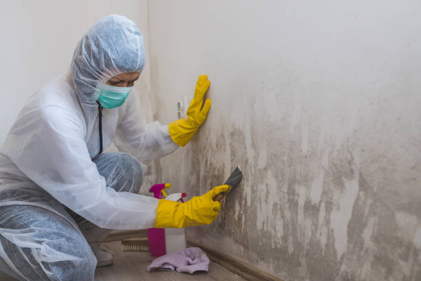 Reliable Darien Downtown, CT Mold Removal Solutions