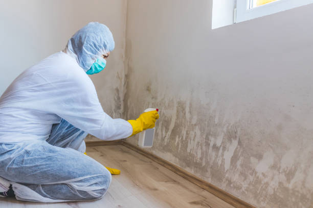 Best Toxic Mold Removal  in Darien Downtown, CT