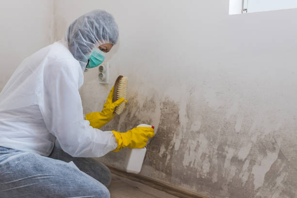  Darien Downtown, CT Mold Removal Pros