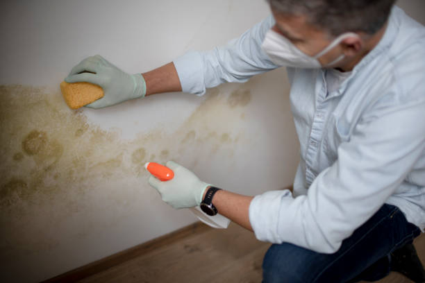 Best Home Mold Removal  in Darien Downtown, CT