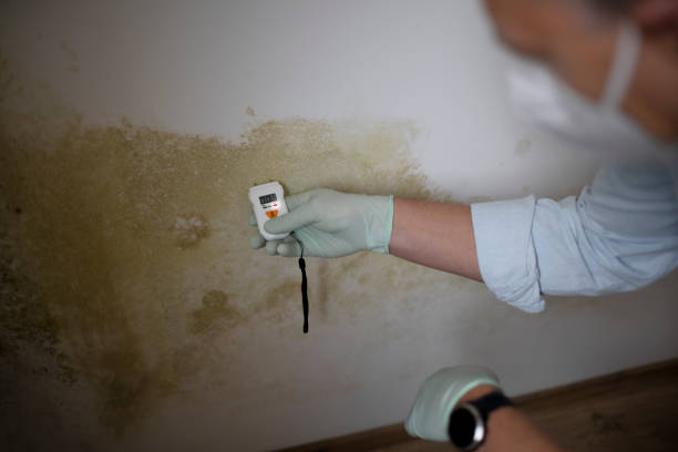 Best Mold Removal Specialists  in Darien Downtown, CT