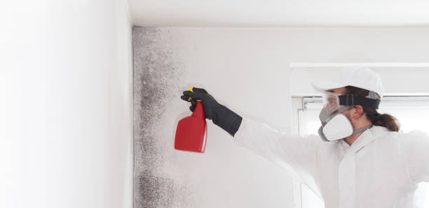 Best Residential Mold Removal  in Darien Downtown, CT