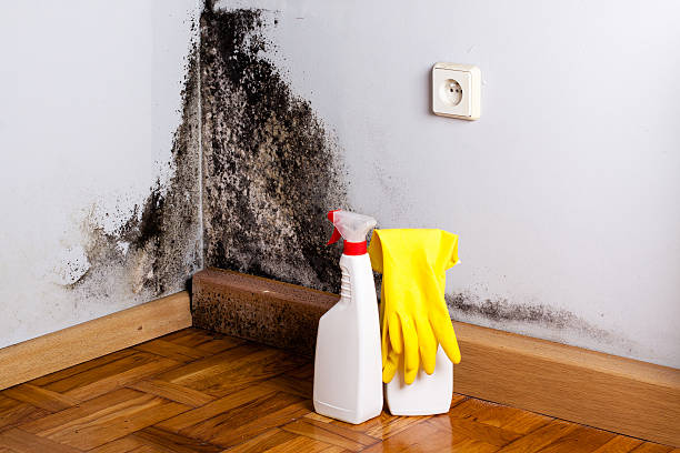 Best Mold Removal Company Near Me  in Darien Downtown, CT
