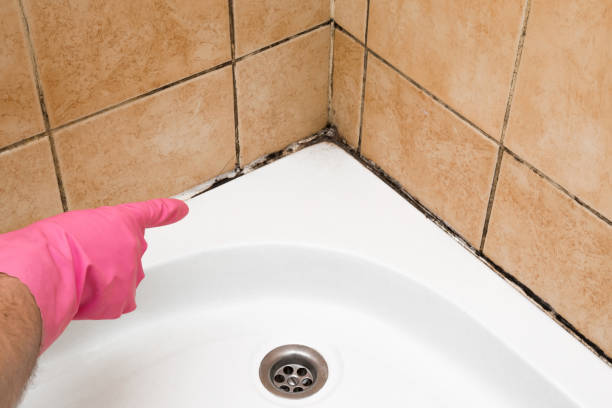 Best Attic Mold Removal  in Darien Downtown, CT